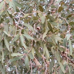Corymbia opaca at Yulara, NT - 16 Apr 2025 06:56 AM