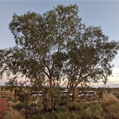 Corymbia opaca at Yulara, NT - 16 Apr 2025 06:56 AM
