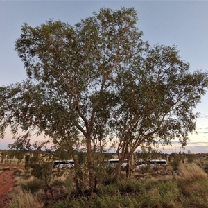 Corymbia opaca at Yulara, NT - 16 Apr 2025 06:56 AM