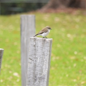 Microeca fascinans at Moollattoo, NSW - 16 Apr 2025 01:25 AM