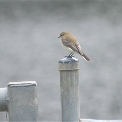 Microeca fascinans at Moollattoo, NSW - 16 Apr 2025 01:25 AM