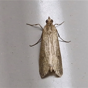 Achyra affinitalis at Yulara, NT - 16 Apr 2025 06:45 AM