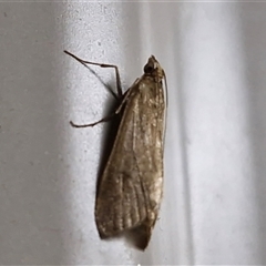 Achyra affinitalis at Yulara, NT - 16 Apr 2025 06:45 AM