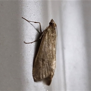 Achyra affinitalis at Yulara, NT - 16 Apr 2025 06:45 AM