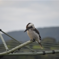 Dacelo novaeguineae (Laughing Kookaburra) at Jamberoo, NSW - 8 Apr 2025 by plants