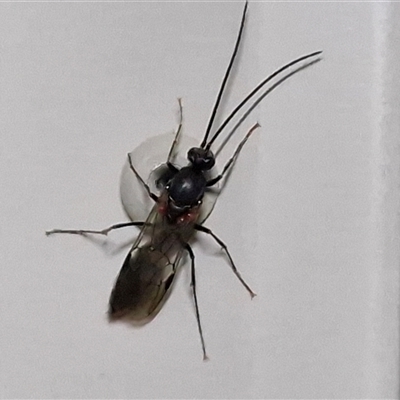 Unverified Wasp (Hymenoptera, Apocrita) at Yulara, NT - 16 Apr 2025 by trevorpreston