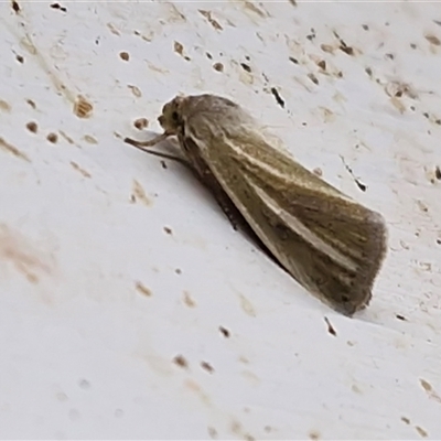 Heliocheilus mesoleuca (Heliothina) at Yulara, NT - 16 Apr 2025 by trevorpreston