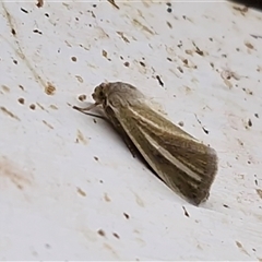 Heliocheilus mesoleuca at Yulara, NT - suppressed