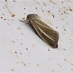 Heliocheilus mesoleuca at Yulara, NT - suppressed