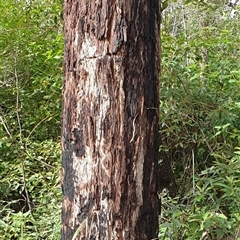 Unverified at suppressed - suppressed