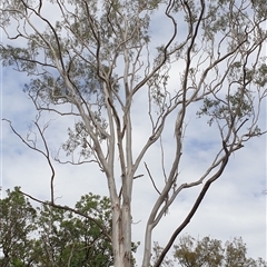 Eucalyptus sp. by MazzV