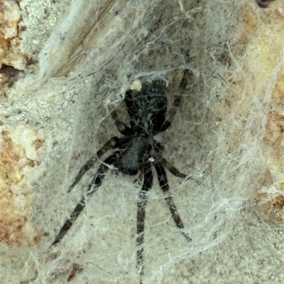 Badumna sp. (genus) at Caparra, NSW - Yesterday by maznee