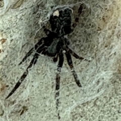 Badumna (genus) at Caparra, NSW - 15 Apr 2025 01:09 PM