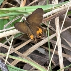 Unverified Butterfly (Lepidoptera, Rhopalocera) at Caparra, NSW - 16 Apr 2025 by maznee