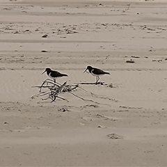 Haematopus longirostris (Australian Pied Oystercatcher) at Port Macquarie, NSW - Yesterday by NJ