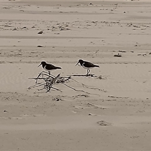 Haematopus longirostris at Port Macquarie, NSW - suppressed