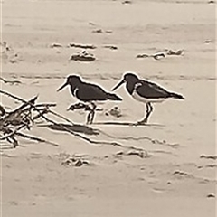 Haematopus longirostris at Port Macquarie, NSW - suppressed