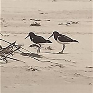 Haematopus longirostris at Port Macquarie, NSW - suppressed