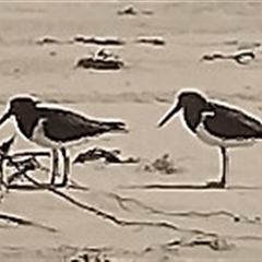 Haematopus longirostris at Port Macquarie, NSW - suppressed