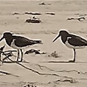 Haematopus longirostris at Port Macquarie, NSW - suppressed