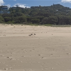 Haematopus longirostris at Port Macquarie, NSW - suppressed