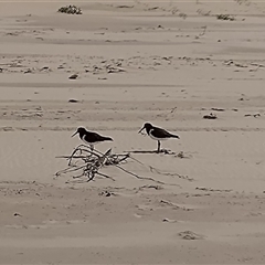 Haematopus longirostris at Port Macquarie, NSW - suppressed