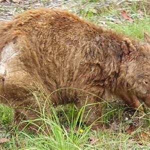 Vombatus ursinus at Penrose, NSW - suppressed