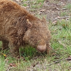Vombatus ursinus at Penrose, NSW - suppressed