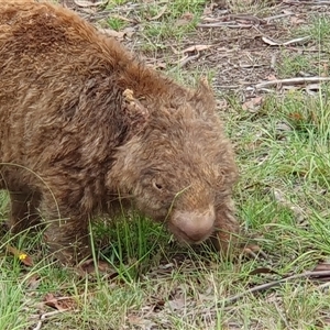 Vombatus ursinus at Penrose, NSW - suppressed