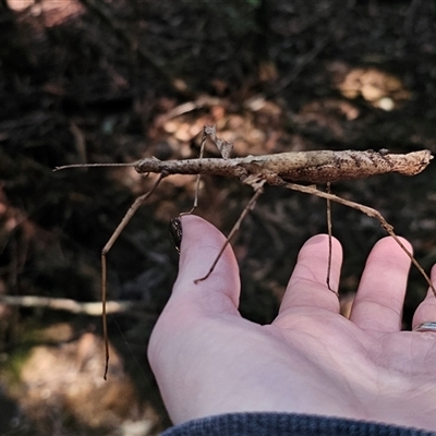 Unverified Stick insect (Phasmatodea) by Csteele4