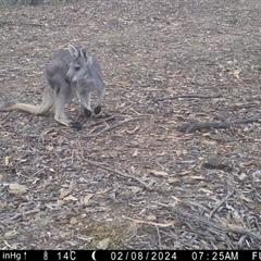 Osphranter robustus erubescens at suppressed - suppressed
