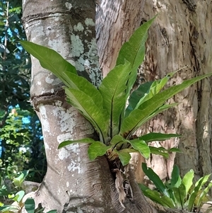 Asplenium australasicum at Upper Orara, NSW - suppressed
