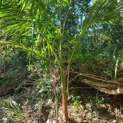Archontophoenix cunninghamiana at Upper Orara, NSW - Today by LyndalT