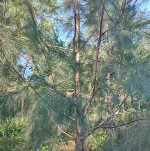 Allocasuarina torulosa at Upper Orara, NSW - Today by LyndalT