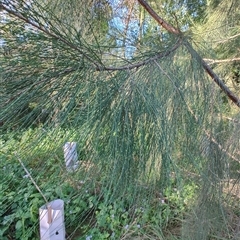 Allocasuarina torulosa at Upper Orara, NSW - 16 Apr 2025 03:38 PM