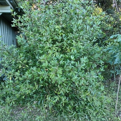 Zieria smithii at Karangi, NSW - Today by LyndalT