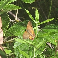 Hypocysta metirius (Brown Ringlet) at Cascade, NSW - 16 Apr 2025 by Csteele4