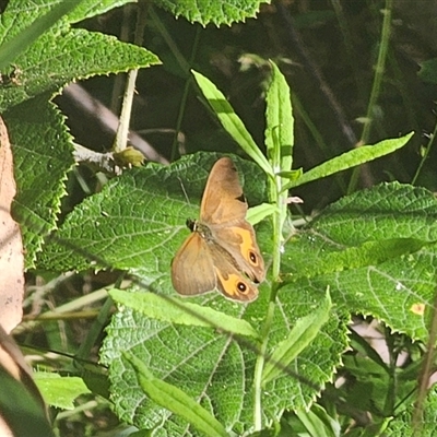 Hypocysta metirius (Brown Ringlet) at Cascade, NSW - 16 Apr 2025 by Csteele4