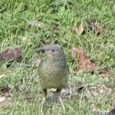 Ptilonorhynchus violaceus (Satin Bowerbird) at Bucketty, NSW - Today by MartinPredavec