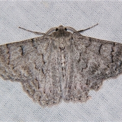 Crypsiphona ocultaria (Red-lined Looper Moth) at Bolivia, NSW - 25 Apr 2008 by PJH123