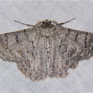 Crypsiphona ocultaria at Bolivia, NSW - suppressed