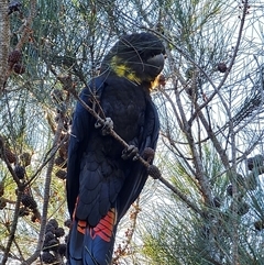 Calyptorhynchus lathami lathami (Glossy Black-Cockatoo) at Wallaga Lake, NSW - 12 Jun 2023 by HannahJVS
