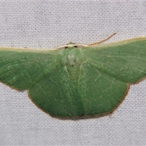 Prasinocyma semicrocea at Bolivia, NSW - suppressed