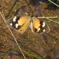 Heteronympha merope by PJH123