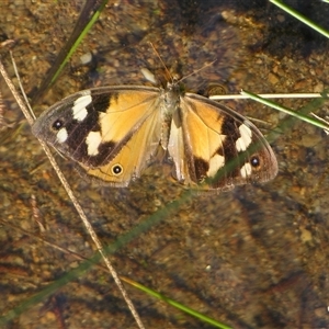Heteronympha merope by PJH123