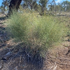 Asparagus officinalis (Asparagus) at Whitlam, ACT - 16 Apr 2025 by SteveBorkowskis