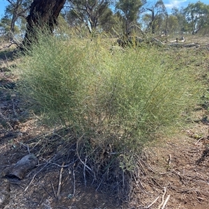 Asparagus officinalis at Whitlam, ACT - Today by SteveBorkowskis