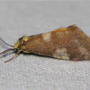 Anestia (genus) at Bolivia, NSW - suppressed