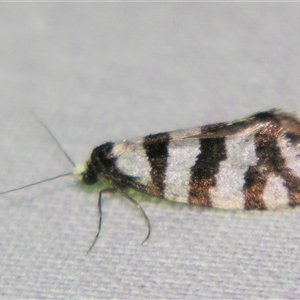 Lepidoscia tetramochla at suppressed - suppressed