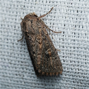 Unverified Noctuoid moth (except Arctiinae) by DPRees125